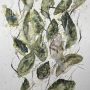 Alloro  (Laurel)